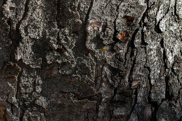 The texture of the tree bark.