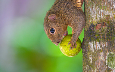 Squirrels holding and eating a fruit on the branch