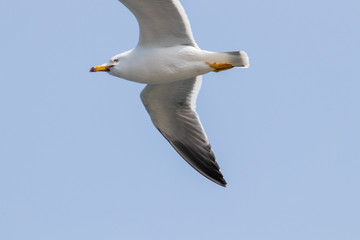 Free flying seagull on the beach