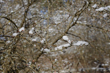 spring forest