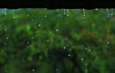 Rain drop with background of green nature in rainy season