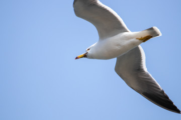 Free flying seagull on the beach