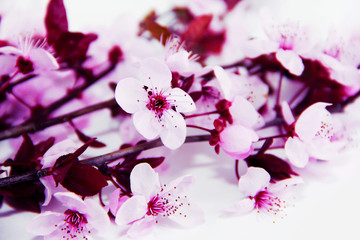 small natural flowers of pink sakura on the branches