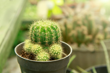 green succulent cactus against blurry background