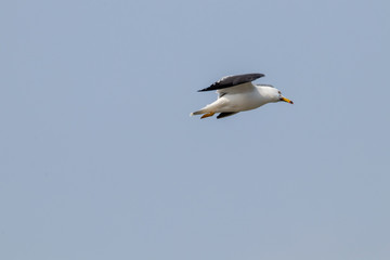 Free flying seagull on the beach