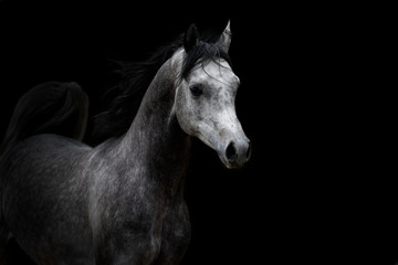 Arabian horse with black background