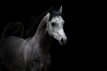 Obraz na płótnie Canvas Arabian horse with black background