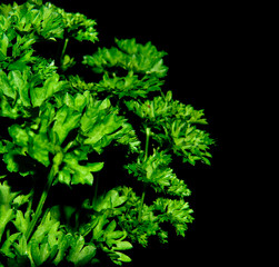 Green organic parsley