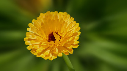 yellow garden marigold - Calendula officinalis L
