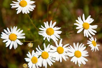Flowering. Chamomile. Blooming chamomile field, Chamomile flowers on a meadow in summer, Selective focus