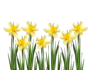 blooming yellow daffodil bud and green leaves isolated on white background