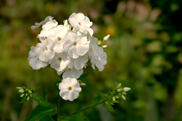 White Phlox - Phlox paniculata - Flameflower