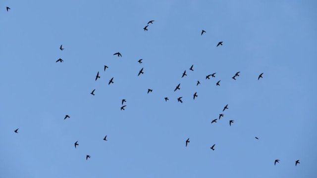 Slow speed motion camera pan scene on swarm of swifts flying scattered on dull blue sky in evening, close up on chaotic pattern of bird flock, immigration animal in nature environment