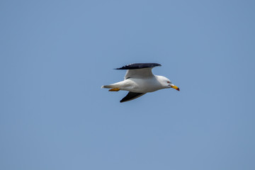 Free flying seagull on the beach