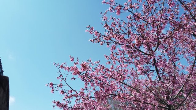Close-up view of a cherry tree with its pink cherry blossoms blowing in a   gentle breeze. There are small bees buzzing around the flowers