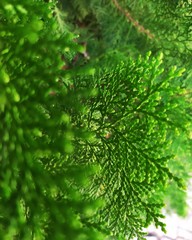 green background of branches of tree