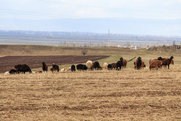 A flock of sheep grazes in nature. Countryside, farming. Natural rustic background