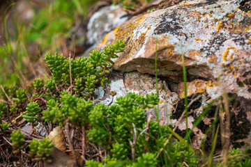 Moutain plants growing in the rocks