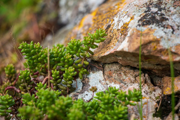Moutain plants growing in the rocks
