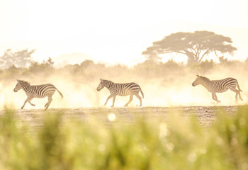Zebra running in savanna