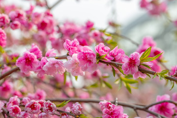 Floral background. Spring fresh flowers. Amazing soft sakura blossom close up. Spring blooming tree branch. Beautiful pink natural background