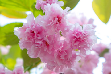 Sakura blossom in the garden / park..Spring sakura flowers.