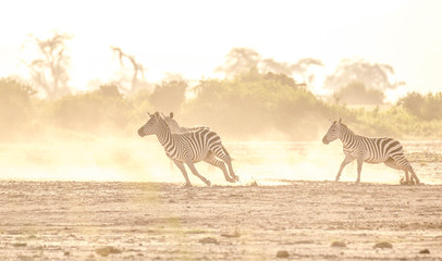 Obraz na płótnie Canvas xZebra fighting in savanna