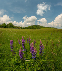 Fototapeta na wymiar land view meadow with wild violet lupine flowers trees and cloudy sky