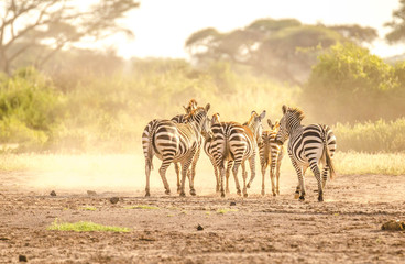 Zebra fighting in savanna
