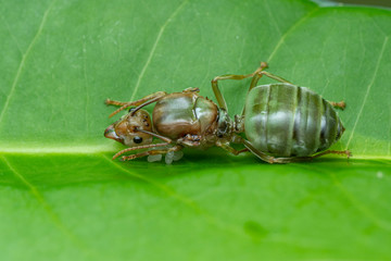 Queen green weaver ant, Oecophylla smaragdina, guarding her eggs as she starts a new colony