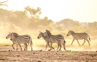 Fototapeta na wymiar Zebra fighting in savanna