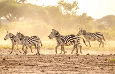 Zebra fighting in savanna