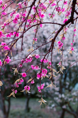 Hanging branches with flowers. Natural floral background. Beautiful frame. Spring blooming tree. Pretty sakura blossom in Asia. Toned photo