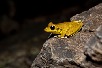 Northern stony creek frogs (Litoria jungguy) near water at night in Queensland rainforest, Australia
