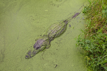 Alligators in The Alligator Farm in Mobile, Alabama, USA. Portrait of big alligator resting in the...