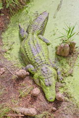 Alligators in The Alligator Farm in Mobile, Alabama, USA. Portrait of big alligator resting in the...