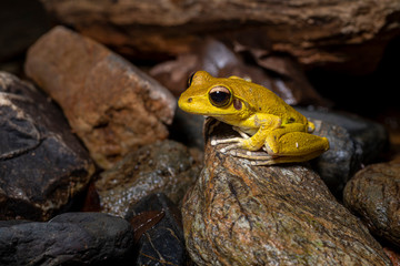 Northern stony creek frogs (Litoria jungguy) near water at night in Queensland rainforest, Australia