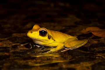 Northern stony creek frogs (Litoria jungguy) near water at night in Queensland rainforest, Australia
