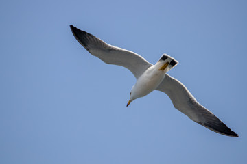 Free flying seagull on the beach