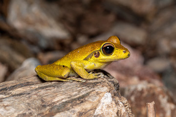 Northern stony creek frogs (Litoria jungguy) near water at night in Queensland rainforest, Australia