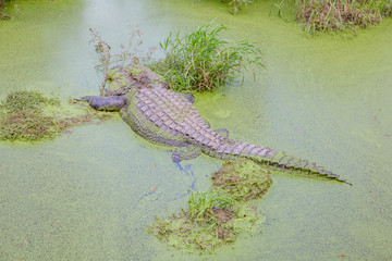 Alligators in The Alligator Farm in Mobile, Alabama, USA. Portrait of big alligator resting in the...