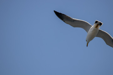 Free flying seagull on the beach
