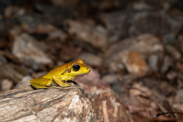 Northern stony creek frogs (Litoria jungguy) near water at night in Queensland rainforest, Australia