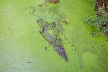 Alligators in The Alligator Farm in Mobile, Alabama, USA. Portrait of big alligator resting in the swamp waters. Camouflage: green in green. Hunting: in ambush