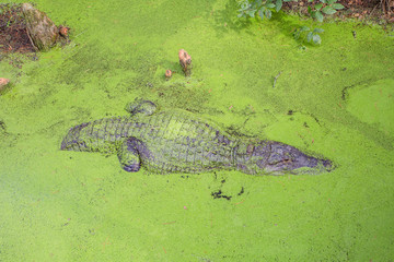 Alligators in The Alligator Farm in Mobile, Alabama, USA. Portrait of big alligator resting in the...