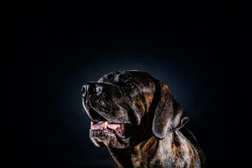 cane corso dog portrait