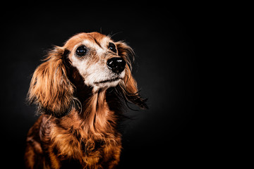 Fototapeta premium dackel, dachshund sausage portrait