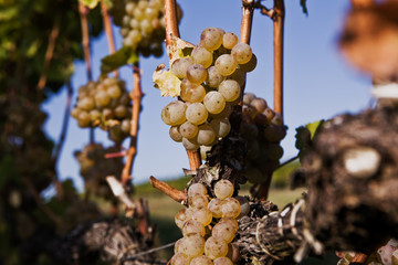 grapes wine