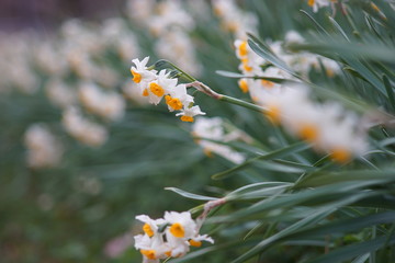 水仙の花たち