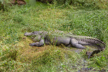 Alligators in The Alligator Farm in Mobile, Alabama, USA. Portrait of big alligator resting in the grass. Camouflage: green in green